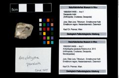Foto (Objekt + Etikett) von Ankylokypha parabola (Robins et al., 2013)  (NHMW-GEO-1990-0041-4406)